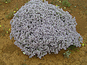 Flower, flowers, wild, wildflower, wildflowers, WA wildflowers, Western Australian wildflowers, ptilotus, obovatus, ptilotus obovatus, PA76,