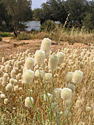 Flower, flowers, wild, wildflower, wildflowers, WA wildflowers, Western Australian wildflowers, ptilotus, macrocephalus, ptilotus macrocephallus, PA76,
