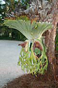 Fern, ferns, staghorn, staghorns, staghorn fern, staghorn ferns, platycerium, bifurcatum, platycerium bifurcatum, PA76,