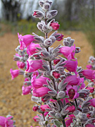 Flower, flowers, pityrodia, treminalis, pityrodia treminalis, foxglove, foxgloves, native, native foxglove, native foxgloves, PA76,