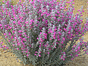 Flower, flowers, pityrodia, treminalis, pityrodia treminalis, foxglove, foxgloves, native, native foxglove, native foxgloves, PA76,