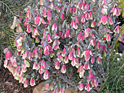 Flower, flowers, pimelea, physodes, pimelea physodes, PA76,