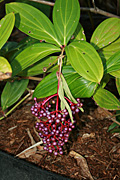 Medinilla, magnifica, medinilla magnifica, PA76,