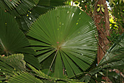 Australia, qld, queensland, palm, palms, daintree, daintree np, daintree national park, national park, national parks, great dividing range, daintree palm, daintree palms, licuala, ramsayi, licuala ramsayi, PA76,