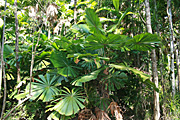 Australia, qld, queensland, palm, palms, daintree, daintree np, daintree national park, national park, national parks, great dividing range, daintree palm, daintree palms, licuala, ramsayi, licuala ramsayi, DFF, DFFNATPKS, PA76,