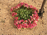 Flower, flowers, leschenaultia, leschenaultias, macrantha, leschenaultia macrantha, PA76,