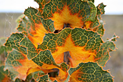 Flower, flowers, havea, victoria, havea victoria, PA76,