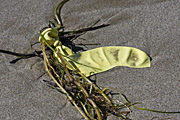 Beach, beaches, coast, coasts, coastal, sand, balloon, balloons, rubber, pollution, pollute, pollutes, polluting, water pollution, australia