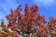 Australia, sa, south australia, tree, trees, autumn, autumn scene, autumn scenes, adelaide, adelaide hills, hill, hills