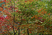 Australia, sa, south australia, tree, trees, autumn, autumn scene, autumn scenes, adelaide, adelaide hills, hill, hills
