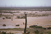 Australia, wa, western australia, dumbleyung, lake dumbleyung, flood, floods, flooding, flooded, outback, australian outback, rain, raining, rained, fence, fences.