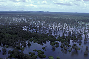 Australia, nt, northern territory, disaster, disasters, flood, floods, flooding, flooded, kakadu, kakadu np, kakadu national park, national park, national parks, aerial, aerials, tree, trees.