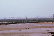 Australia, wa, western australia, lake dumbleyung, dumbleyung, flood, floods, flooding, flooded, outback, australian outback, rain, raining, rained.