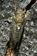 Insect, insects, Hemiptera, invertebrate, invertebrates, arthropod, arthropods, cicada, cicadas, cicadidae.