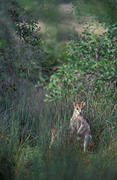 Animal, Animals, Australia, Australian, Australian animal, Australian animals, macropod, macropods, macropus, mammal, mammals, marsupial, marsupials, wallabia, kangaroo, kangaroos, wallaby, wallabies, agile, agile wallaby, agile wallabies, macropus, agilis, macropus agilis.