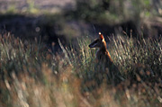 Animal, Animals, Australia, Australian, Australian animal, Australian animals, macropod, macropods, macropus, mammal, mammals, marsupial, marsupials, wallabia, kangaroo, kangaroos, wallaby, wallabies, agile, agile wallaby, agile wallabies, macropus, agilis, macropus agilis.