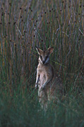 Animal, Animals, Australia, Australian, Australian animal, Australian animals, macropod, macropods, macropus, mammal, mammals, marsupial, marsupials, wallabia, kangaroo, kangaroos, wallaby, wallabies, agile, agile wallaby, agile wallabies, macropus, agilis, macropus agilis.
