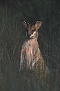 Animal, Animals, Australia, Australian, Australian animal, Australian animals, macropod, macropods, macropus, mammal, mammals, marsupial, marsupials, wallabia, kangaroo, kangaroos, wallaby, wallabies, agile, agile wallaby, agile wallabies, macropus, agilis, macropus agilis.