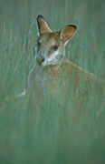 Animal, Animals, Australia, Australian, Australian animal, Australian animals, macropod, macropods, macropus, mammal, mammals, marsupial, marsupials, wallabia, kangaroo, kangaroos, wallaby, wallabies, agile, agile wallaby, agile wallabies, macropus, agilis, macropus agilis.