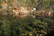 Australia, wa, western australia, kimberley, kimberleys, the kimberleys, creek, creeks, crocodile, crocodile creek, water pincushion, water pincushions, aquatic, aquatic plant, aquatic plants, water.