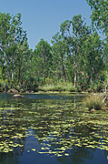 Australia, wa, western australia, gorge, gorge, gorges, manning, manning gorge, manning creek, creek, creeks, river, rivers, gibb, gibb river, gibb river road, water, cliff, cliffs, tree, trees, waterlily, waterlilies.