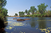 Australia, wa, western australia, gorge, gorge, gorges, manning, manning gorge, manning creek, creek, creeks, river, rivers, gibb, gibb river, gibb river road, water, cliff, cliffs, tree, trees, waterlily, waterlilies.