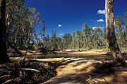 Australia, wa, western australia, river, rivers, drysdale river, drysdale, kimberley, kimberleys, the kimberleys, plateau, plateaus, mitchell, mitchell plateau, tree, trees.