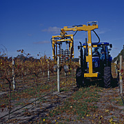 Australia, vic, victoria, prune, prunes, pruning, machine, machines, machinery, Agriculture, Fruit, Grape, Grapes, Vine, vines, vineyard, vineyards, grapevine, grapevines, grape vine, grape vines, vitis, industry, wine, wine industry, rural, rural scene, rural scenes.