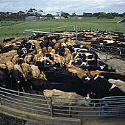 Australia, vic, victoria, Animal, Animals, Cow, Cows, cattle, dairy, dairy cow, dairy cows, dairy cattle, pen, pens.