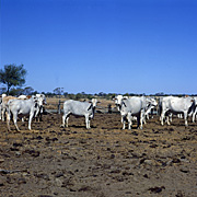 Farming, Farmland, farm, farms, Animal, Animals, Cow, Cows, cattle, australia, queensland, qld, winton, brahman, brahman cattle, brahman cow, brahman cows.