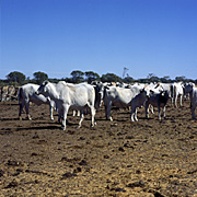 Farming, Farmland, farm, farms, Animal, Animals, Cow, Cows, cattle, australia, queensland, qld, winton, brahman, brahman cattle, brahman cow, brahman cows.