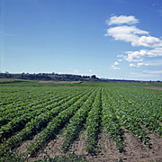 Australia, vic, victoria, bairnsdale, vegetable, vegetables, bean, beans, rural, rural scene, rural scenes, gippsland.