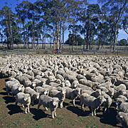 Animal, animals, sheep, meat industry, meat trade, livestock, agriculture, herd, herds, australia, vic, victoria.