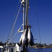 Australia, sa, south australia, streaky bay, bay, bays, trawler, trawlers, fishing, commercial fishing, tuna, fish, fishes, southern blue tuna, KS40,