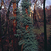Australia, vic, victoria, grampians, mountain, mountains, fire, fires, bushfire, bushfires, disaster, disasters.