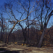 Australia, vic, victoria, grampians, mountain, mountains, fire, fires, bushfire, bushfires, disaster, disasters.