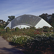 Australia, sa, south australia, adelaide, adelaide botanical gardens, garden, gardens, botanic, botanical, rose, roses, rosa.