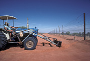 Australia, Australian, Australian desert, Australian deserts, desert, deserts, desert scenes, pest, pests, dingo, dingos, dingoes, dog, dogs, fence, fences, dingo, dingo fence, dog fence, wild, wild dog, wild dogs, feral, feral animal, feral animals, feral dog, feral dogs, native dog, native dogs, fence, fences, dingo fence, outback, australian outback, outback australia, Queensland, Qld, wire fence, wire fences.