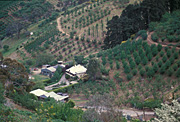 Australia, sa, south australia, adelaide, adelaide hills, farm, farms, farming, farm house, farm houses, orchard, orchards.