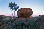 Australia, NT, Northern Territory, wauchope, stuart, stuart highway, outback, australian outback, outback australia, tree, trees, eucalpytus, eucalyptus tree, eucalyptus trees, gum tree, gum trees, Devils Marble, Devils Marbles, Devils Marbles Conservation Reserve, boulder, boulders, rock, rocks, granite, granite boulder, granite boulders, devil's marbles, geological formation, geological formations, weathering, spheroidal weathering, outback, australian outback, outback australia, sky, skies, blue sky, blue skies, cloud, clouds, outback, australian outback, outback australia.