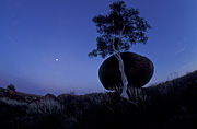 Australia, NT, Northern Territory, wauchope, stuart, stuart highway, outback, australian outback, tree, trees, eucalpytus, eucalyptus tree, eucalyptus trees, gum tree, gum trees, outback australia, Devils Marble, Devils Marbles, Devils Marbles Conservation Reserve, boulder, boulders, rock, rocks, granite, granite boulder, granite boulders, devil's marbles, geological formation, geological formations, weathering, spheroidal weathering, outback, australian outback, outback australia, sky, skies, blue sky, blue skies, cloud, clouds, outback, australian outback, outback australia.