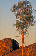 Australia, NT, Northern Territory, wauchope, stuart, stuart highway, outback, tree, trees, eucalpytus, eucalyptus tree, eucalyptus trees, gum tree, gum trees, australian outback, outback australia, Devils Marble, Devils Marbles, Devils Marbles Conservation Reserve, boulder, boulders, rock, rocks, granite, granite boulder, granite boulders, devil's marbles, geological formation, geological formations, weathering, spheroidal weathering, outback, australian outback, outback australia, sky, skies, blue sky, blue skies, cloud, clouds, outback, australian outback, outback australia.