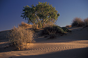 Australia, Australian, Australian desert, Australian deserts, Desert, deserts, desert scenes, sa, south australia, outback, australian outback, outback australia, moomba, moomba gas field, moomba gas fields, dunes, sand, sand dune, sand dunes, moomba, moomba gas field, moomba gas fields, outback, australian outback, outback australia.