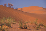 Australia, Australian, Australian desert, Australian deserts, Desert, deserts, desert scenes, sa, south australia, outback, australian outback, outback australia, moomba, moomba gas field, moomba gas fields, dunes, sand, sand dune, sand dunes, moomba, moomba gas field, moomba gas fields, outback, australian outback, outback australia.