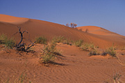 Australia, Australian, Australian desert, Australian deserts, Desert, deserts, desert scenes, sa, south australia, outback, australian outback, outback australia, moomba, moomba gas field, moomba gas fields, dunes, sand, sand dune, sand dunes, moomba, moomba gas field, moomba gas fields, outback, australian outback, outback australia.