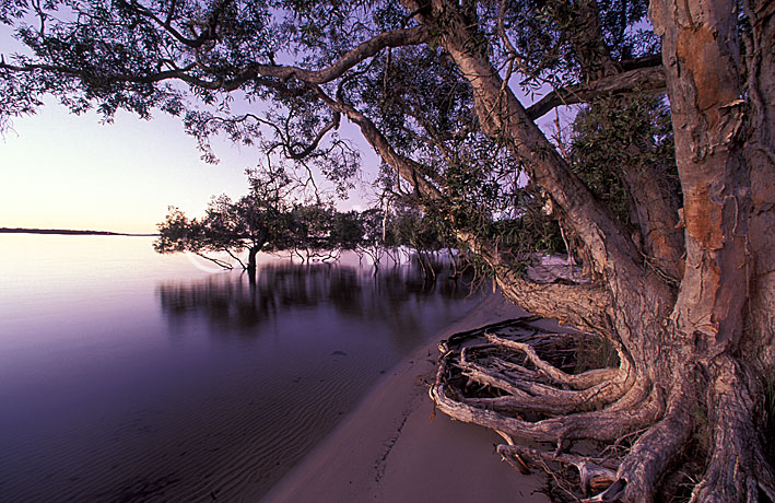 stock photo image: Australia, qld, queensland, island, islands, stradbroke, stradbroke island, beach, beaches, coast, coasts, coastal, coastline, coastlines, seashore, seashores, shoreline, shorelines, tree, trees, root, roots, water, mangrove, mangroves.