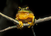 Animal, animals, frog, frogs, amphibian, amphibians, amphibia, Australia, australian, tree, tree frog, tree frogs, graceful, graceful tree frog, graceful tree frogs, litoria, gracilenta, litoria gracilenta.