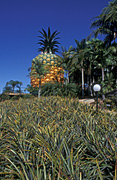 Australia, qld, queensland, sunshine coast, pineapple, pineapples, fruit, big thing, big things, palm tree, palm trees, big pineapple.