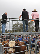 Australia, New South Wales, bega, Cow, Cows, animal, animals, cattle, meat industry, meat trade, sale, sales, cattle sale, cattle sales, farmer, farmers, men, man, occupation, occupations, pen, pens.
