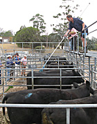 Australia, New South Wales, bega, Cow, Cows, animal, animals, cattle, meat industry, meat trade, sale, sales, cattle sale, cattle sales, farmer, farmers, men, man, pen, pens, occupation, occupations.